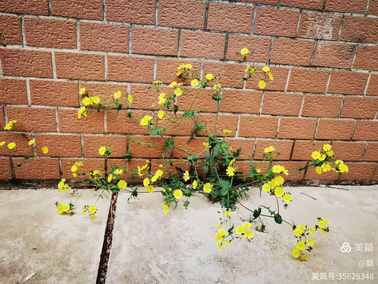 苦菜花开满地黄